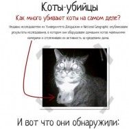 Инфографика: коты-убийцы